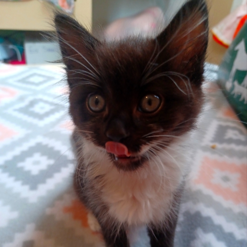 Mystery item to help me raise money for my family's cat rescue